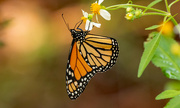 15th Sep 2023 - Monarch Butterfly!