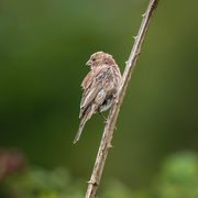 15th Sep 2023 - House Finch