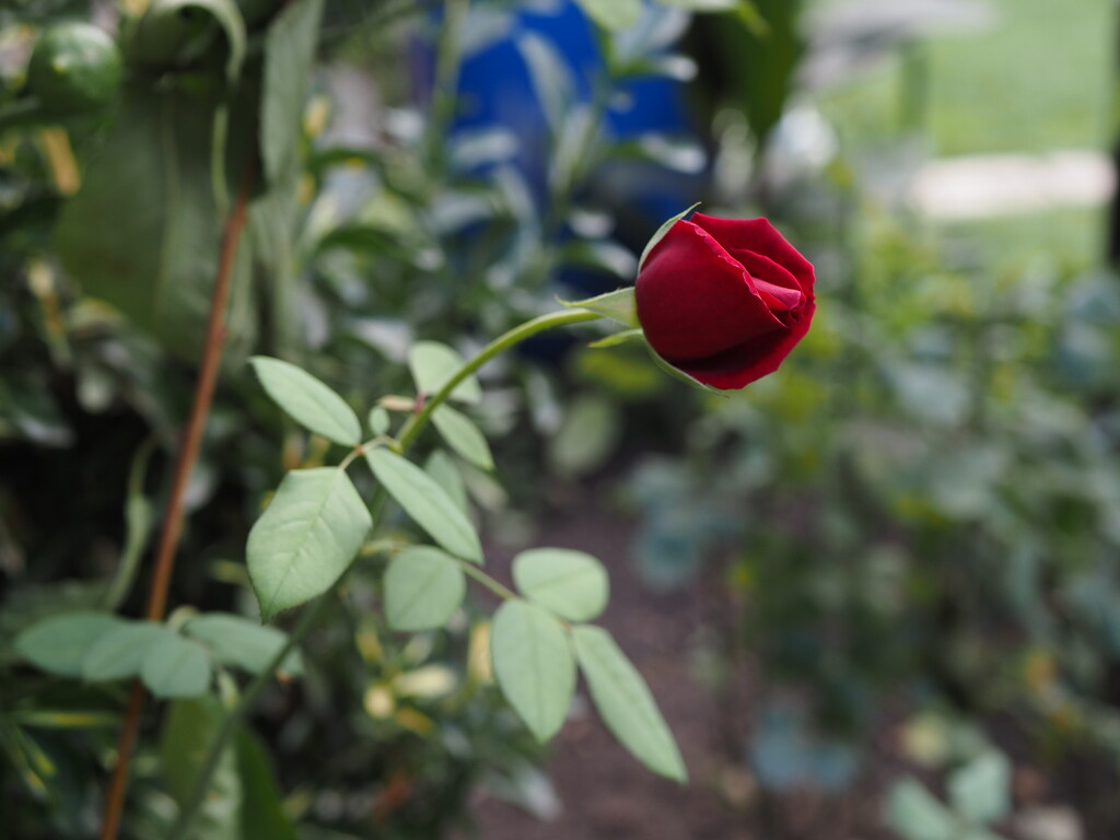 Rose bud by monikozi