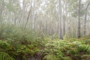 16th Sep 2023 - Misty forest