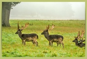 16th Sep 2023 - Stags On Althorp Estate
