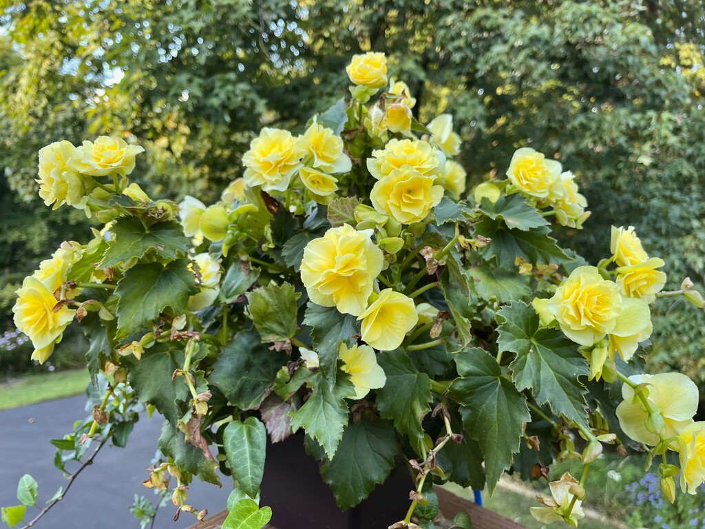 Yellow Begonia  by pej76