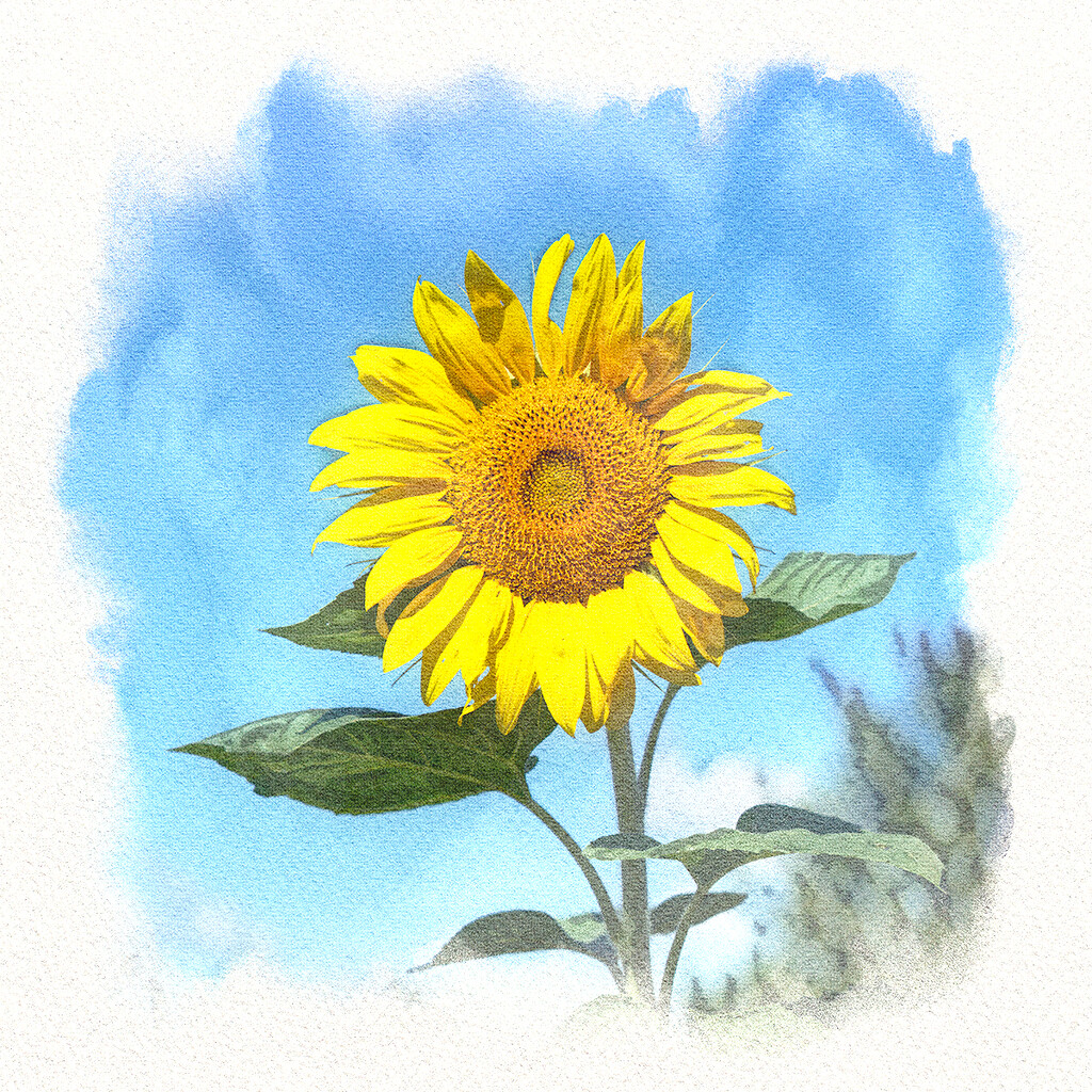 Sunflower Cheer by gardencat