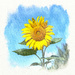 Sunflower Cheer