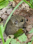 16th Sep 2023 - Short Tailed Vole