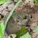 Short Tailed Vole