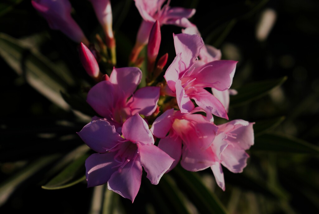 9 15 Pink Oleander by sandlily