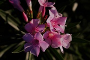 15th Sep 2023 - 9 15 Pink Oleander