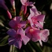 9 15 Pink Oleander