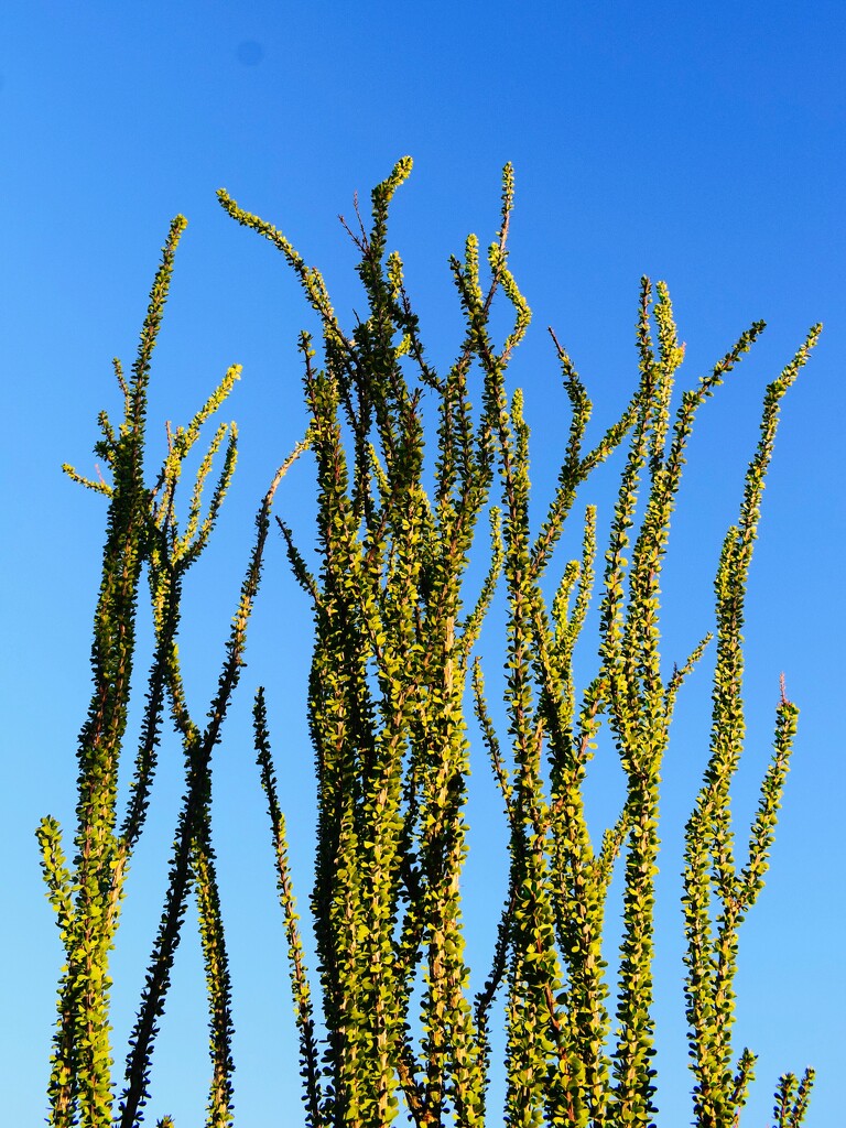 9 15 Ocotillo all leafed out by sandlily