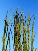 15th Sep 2023 - 9 15 Ocotillo all leafed out