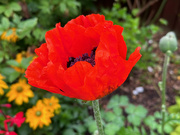 16th Sep 2023 - Poppy