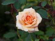 15th Sep 2023 - A Late Rose