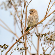 16th Sep 2023 - House Finch