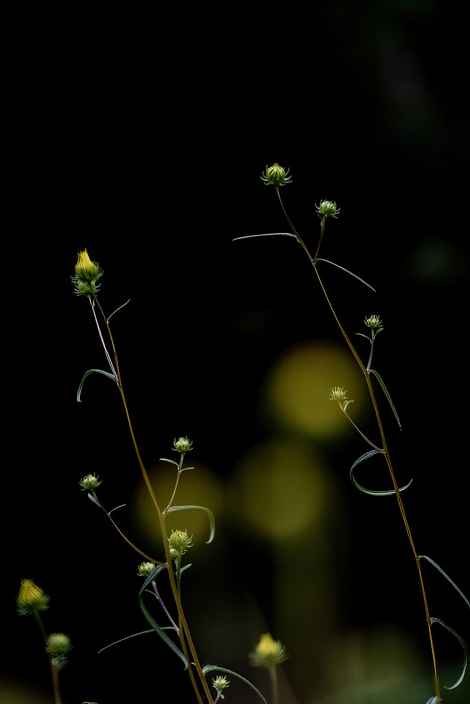 Swamp Sunflower Buds by k9photo