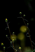 16th Sep 2023 - Swamp Sunflower Buds