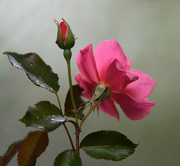 16th Sep 2023 - Pink Rose