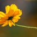 Backlit Cosmos Flower by ingrid01