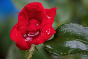15th Sep 2023 - Wet Rose