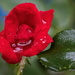 Wet Rose by kvphoto
