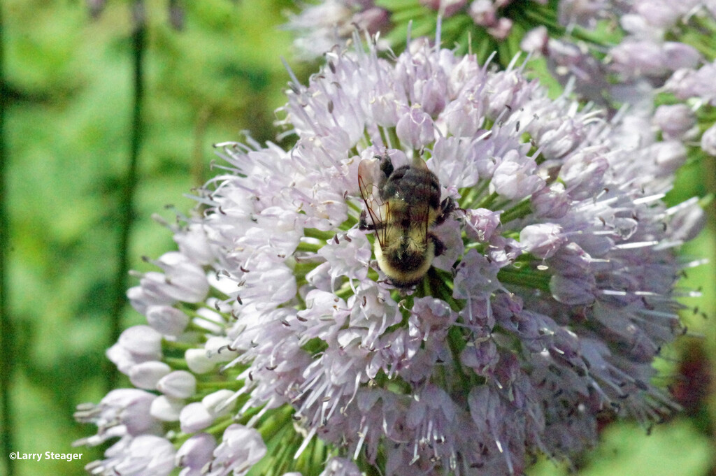 Bumblebee at work by larrysphotos