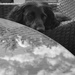 Dog Tired