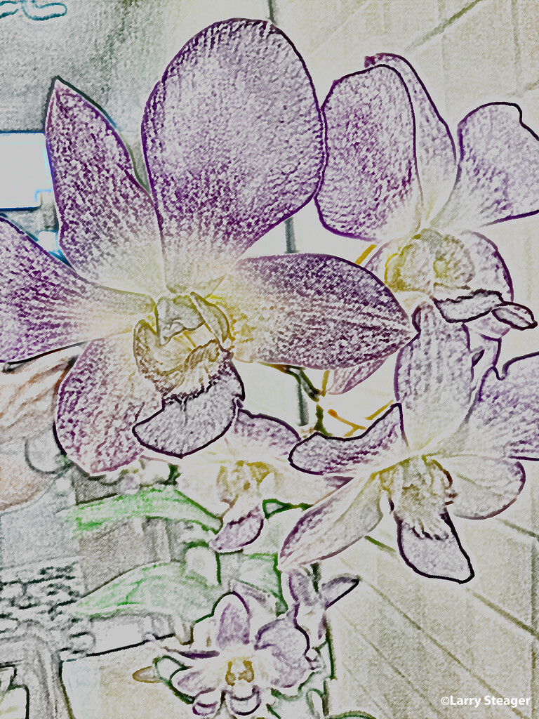 Purple and white orchid artistic by larrysphotos