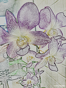 16th Sep 2023 - Purple and white orchid artistic
