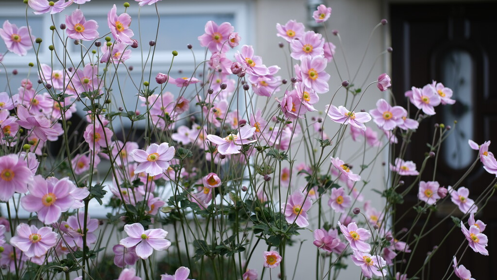 Japanese anemone by kametty