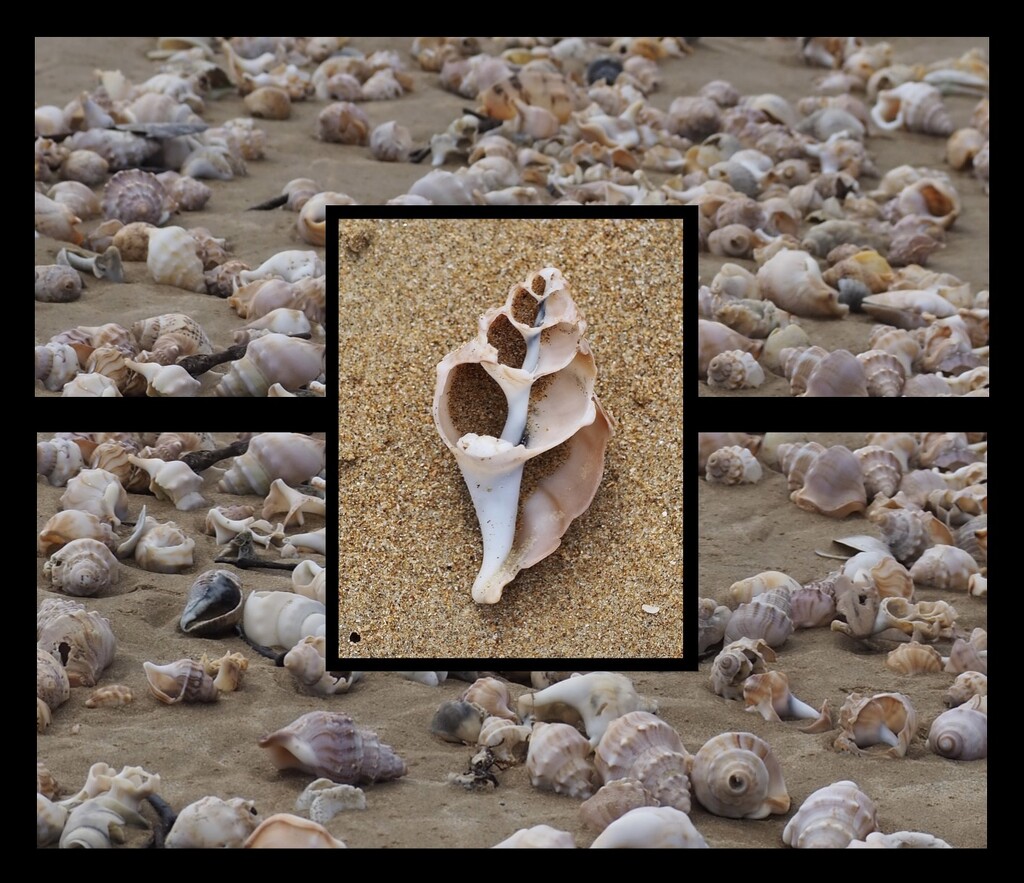 So many of these shells by Dawn
