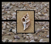 17th Sep 2023 - So many of these shells