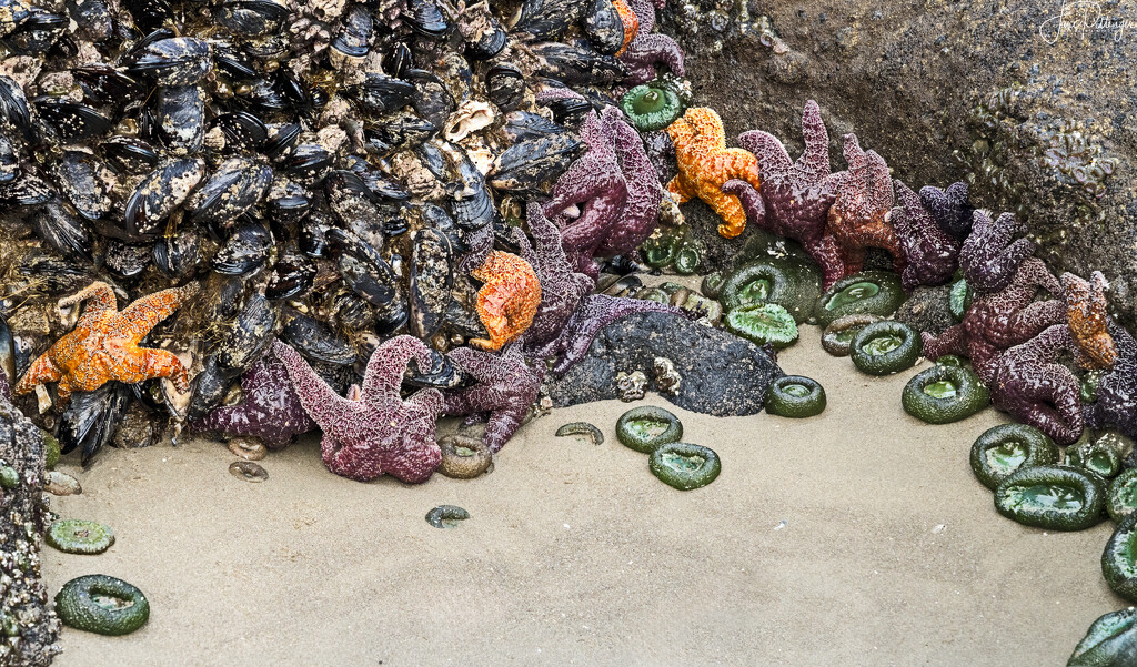 Sea Stars and Mussels by jgpittenger