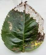 17th Sep 2023 - Pattern and texture in an Autumnal Rose leaf.