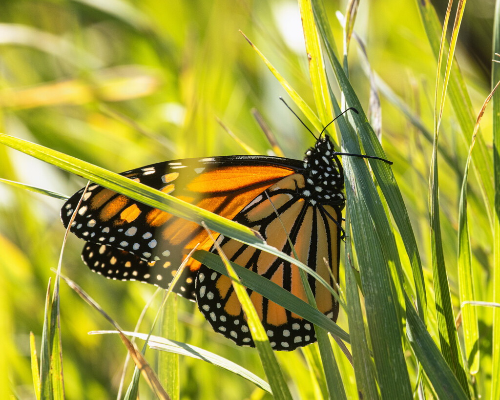 sunlit monarch by aecasey