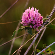 12th Sep 2023 - Pink clover