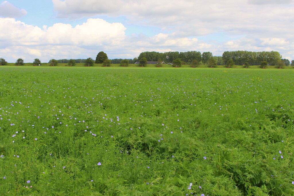 Manure crop.  by pyrrhula