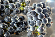 11th Sep 2023 - Underwater Grapes