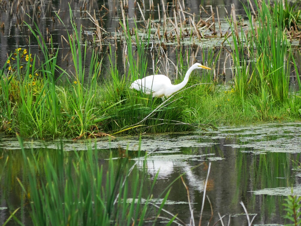 Stalking Egret by ljmanning