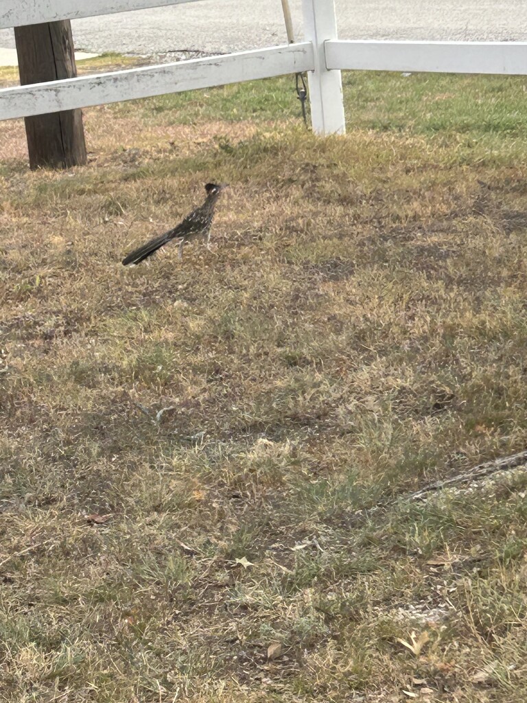 Roadrunner  by bellasmom