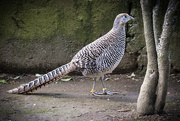 13th Sep 2023 - Female Golden Pheasant