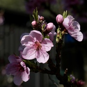16th Sep 2023 - Fruit blossom