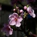 Fruit blossom by dkbarnett