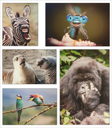 17th Sep 2023 - Comedy Wildlife Photography Awards Winners