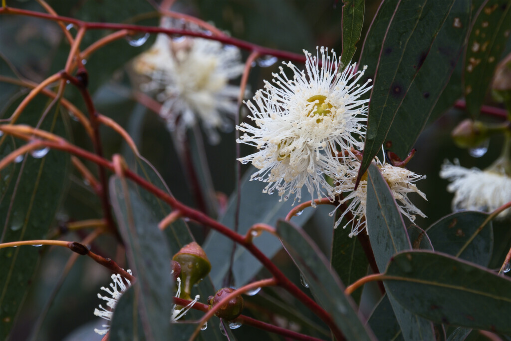 Gum flowers? by dkbarnett