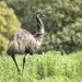 Emu by dkbarnett