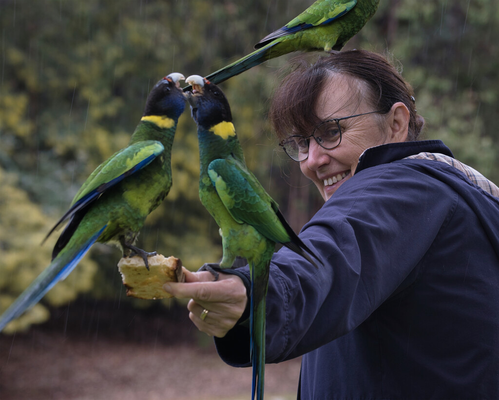 Australian Ringneck Parrots by dkbarnett
