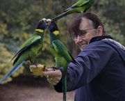 27th Jul 2023 - Australian Ringneck Parrots