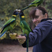 Australian Ringneck Parrots by dkbarnett