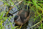 16th Sep 2023 - Our First Wood Duck
