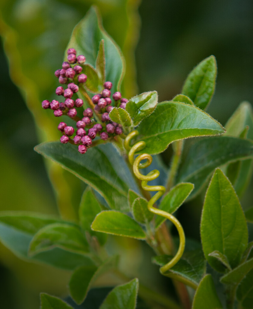 Tendril and buds by 365projectclmutlow